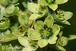 Weisser Germer (Veratrum album ssp. lobelianum) (F186233) Weisser Germer (Veratrum album ssp. lobelianum) (F186233)