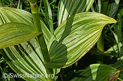 Weisser Germer (Veratrum album ssp. lobelianum) (F186235) Weisser Germer (Veratrum album ssp. lobelianum) (F186235)
