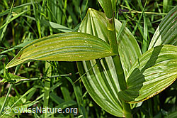 Weisser Germer (Veratrum album ssp. lobelianum) (F186236) Weisser Germer (Veratrum album ssp. lobelianum) (F186236)