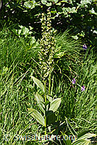 Weisser Germer (Veratrum album ssp. lobelianum) (F186240) Weisser Germer (Veratrum album ssp. lobelianum) (F186240)