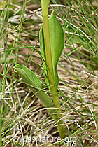 Weisszunge (Pseudorchis albida) (F186252) Weisszunge (Pseudorchis albida) (F186252)