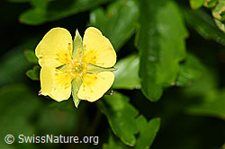 Blutwurz (Potentilla erecta) (F186261)