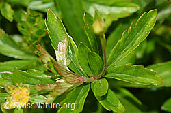 Blutwurz (Potentilla erecta) (F186264)