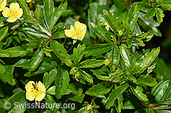 Blutwurz (Potentilla erecta) (F186265)