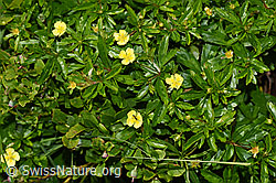 Blutwurz (Potentilla erecta) (F186267)