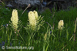 Photo: Campanula thyrsoides
