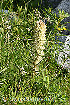 Photo: Campanula thyrsoides