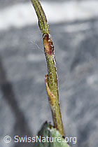 Huflattich (Tussilago farfara) (F186526)