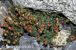 Gegenblättriger Steinbrech (Saxifraga oppositifolia) (F186540)