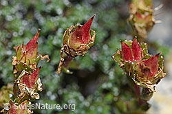 Gegenblättriger Steinbrech (Saxifraga oppositifolia) (F186542)