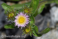 Alpen-Berufkraut (Erigeron alpinus) (23.07.2021, F186545)