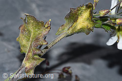 Alpen-Gänsekresse (Arabis alpina) (F186576) Alpen-Gänsekresse (Arabis alpina) (F186576)