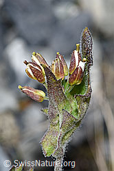 Alpen-Gänsekresse (Arabis alpina) (F186577) Alpen-Gänsekresse (Arabis alpina) (F186577)