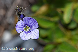 Blattloser Ehrenpreis (Veronica aphylla) (F186658)