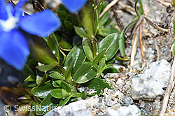 Frühlings-Enzian (Gentiana verna) (F186764)