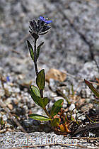 Alpen-Ehrenpreis (Veronica alpina) (F186789)