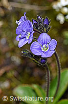 Veronica aphylla (F186804)