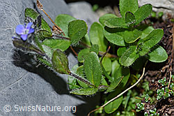Alpen-Ehrenpreis (Veronica alpina) (F186817)