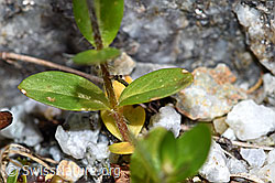 Alpen-Ehrenpreis (Veronica alpina) (F186828)
