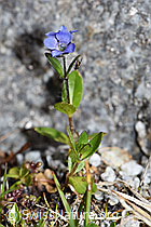 Alpen-Ehrenpreis (Veronica alpina) (F186830)