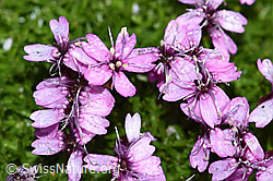Kiesel-Polsternelke (Silene exscapa) (F188839) Kiesel-Polsternelke (Silene exscapa) (F188839)