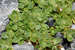 Einblütiges Hornkraut (Cerastium uniflorum) (F188849) Einblütiges Hornkraut (Cerastium uniflorum) (F188849)