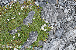 Einblütiges Hornkraut (Cerastium uniflorum) (F188853) Einblütiges Hornkraut (Cerastium uniflorum) (F188853)