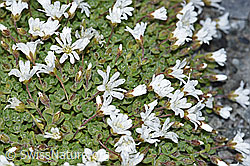 Einblütiges Hornkraut (Cerastium uniflorum) (F188854) Einblütiges Hornkraut (Cerastium uniflorum) (F188854)