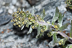 Artemisia genipi (F188858)