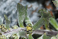 Artemisia genipi (F188859)