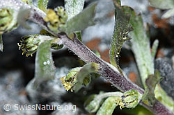 Artemisia genipi (F188860)