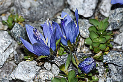 Mont Cenis-Glockenblume (Campanula cenisia) (F188867)