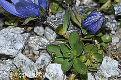 Mont Cenis-Glockenblume (Campanula cenisia) (F188869)