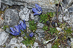 Mont Cenis-Glockenblume (Campanula cenisia) (F188870)
