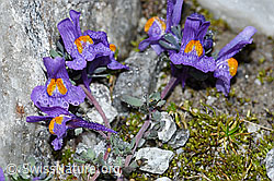 Alpen-Leinkraut (Linaria alpina) (F188871) Alpen-Leinkraut (Linaria alpina) (F188871)