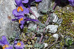 Alpen-Leinkraut (Linaria alpina) (F188872) Alpen-Leinkraut (Linaria alpina) (F188872)