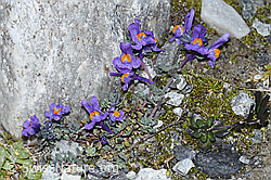 Alpen-Leinkraut (Linaria alpina) (F188873) Alpen-Leinkraut (Linaria alpina) (F188873)