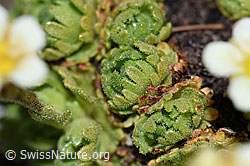 Gefurchter Steinbrech (Saxifraga exarata) (F188882)