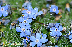 Himmelsherold (Eritrichium nanum) (F188968) Himmelsherold (Eritrichium nanum) (F188968)