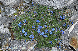 Himmelsherold (Eritrichium nanum) (F188972) Himmelsherold (Eritrichium nanum) (F188972)