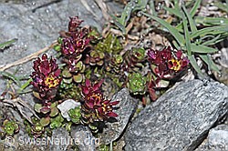 Zweiblütiger Steinbrech (Saxifraga biflora) (F188996)