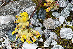 Alpen-Wundklee (Anthyllis vulneraria ssp. alpestris) (08.2021, F189622)