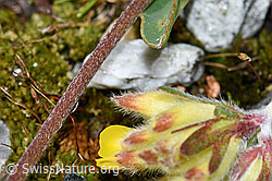 Anthyllis vulneraria ssp. alpestris (F189623)
