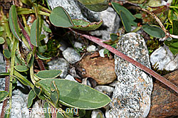 Anthyllis vulneraria ssp. alpestris (F189624)