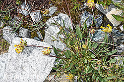Alpen-Wundklee (Anthyllis vulneraria ssp. alpestris) (08.2021, F189625)