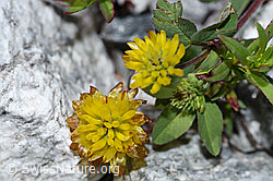 Braun-Klee (Trifolium badium) (08.2021, F189627)