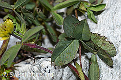 Braun-Klee (Trifolium badium) (F189629) Braun-Klee (Trifolium badium) (F189629)