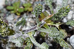 Ährige Edelraute (Artemisia genipi) (F189635)