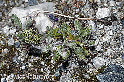 Ährige Edelraute (Artemisia genipi) (08.2021, F189636)