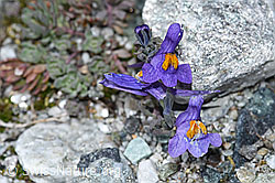 Alpen-Leinkraut (Linaria alpina) (08.2021, F189638)